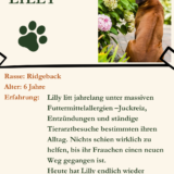 der vegane Napf - 1