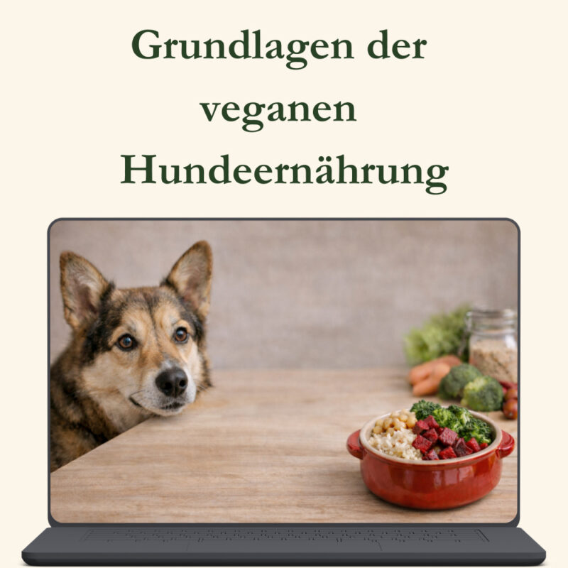Grundlagen der veganen Hundeernährung