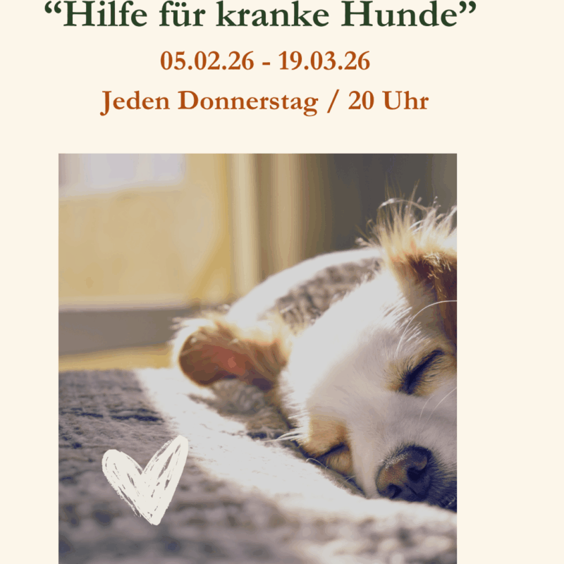 Der vegane Napf – Hilfe für kranke Hunde