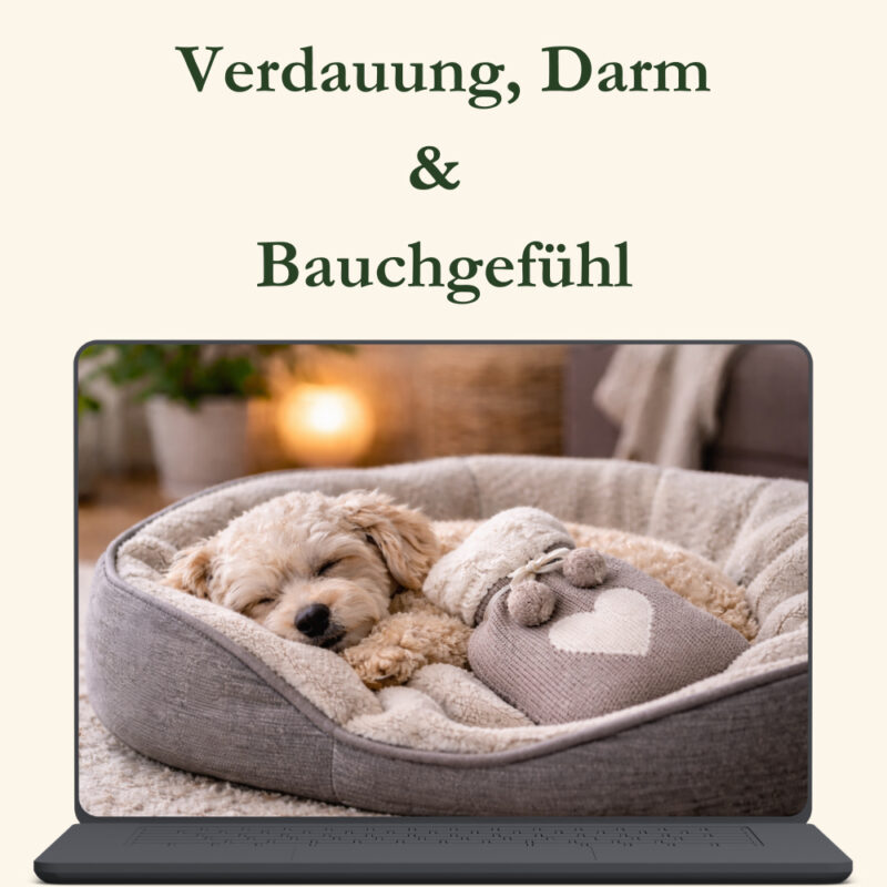 Verdauung, Darm & Bauchgefühl
