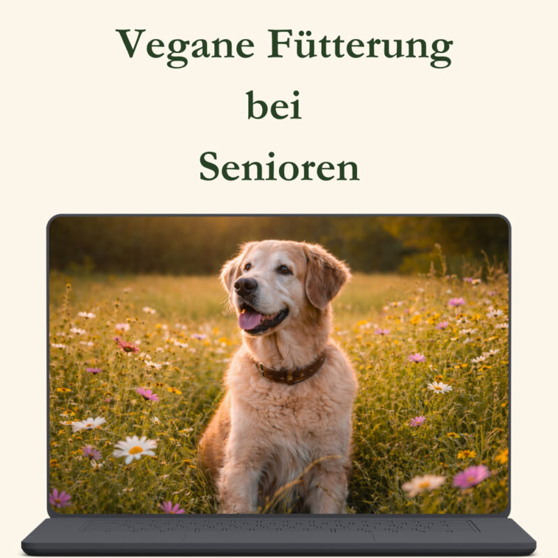 Vegane Fütterung für Senioren